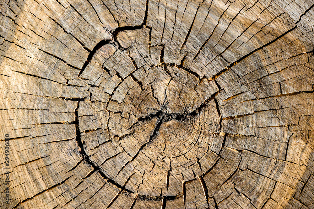 Wood texture of old tree stump with cracks for background. Transverse saw cut wood. Close-up.