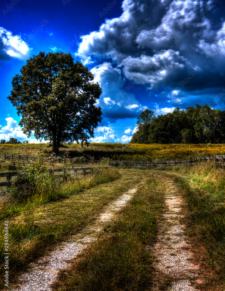 Fototapeta premium farm grove lane
