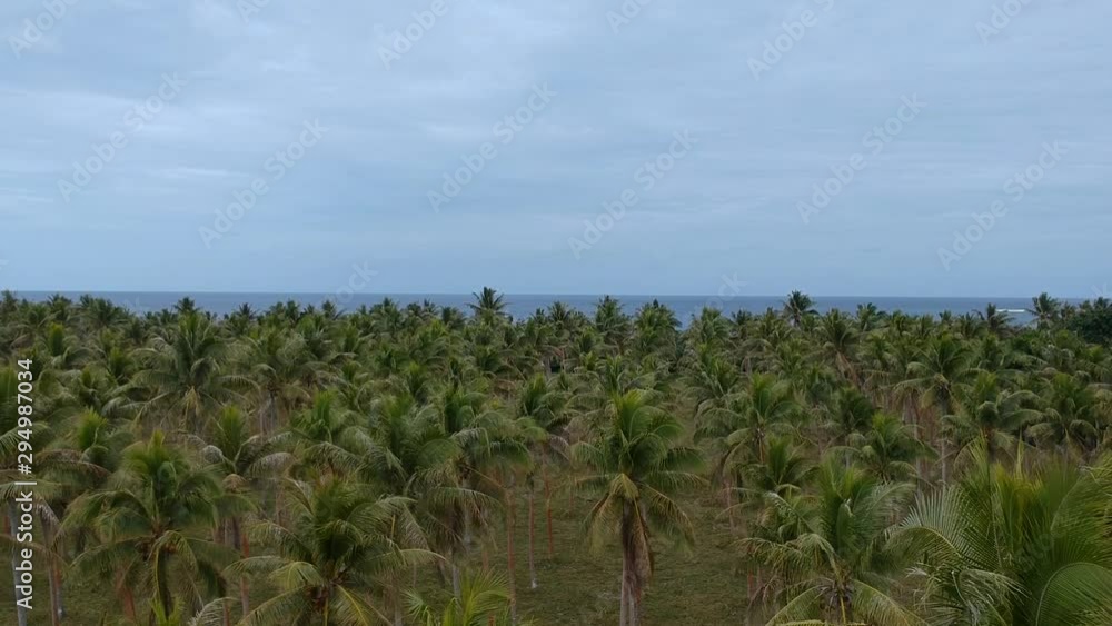 Aerial view of a large palm plantation growing near the coastline of a remote tropical island village in the Pacific ocean region Aerial view of a large palm plantation growing near the coastline of a remote tropical island village in the Pacific ocean region