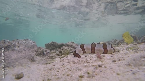 A poisonous banded sea snake hunting through tropical water looking for its prey to eat. photo