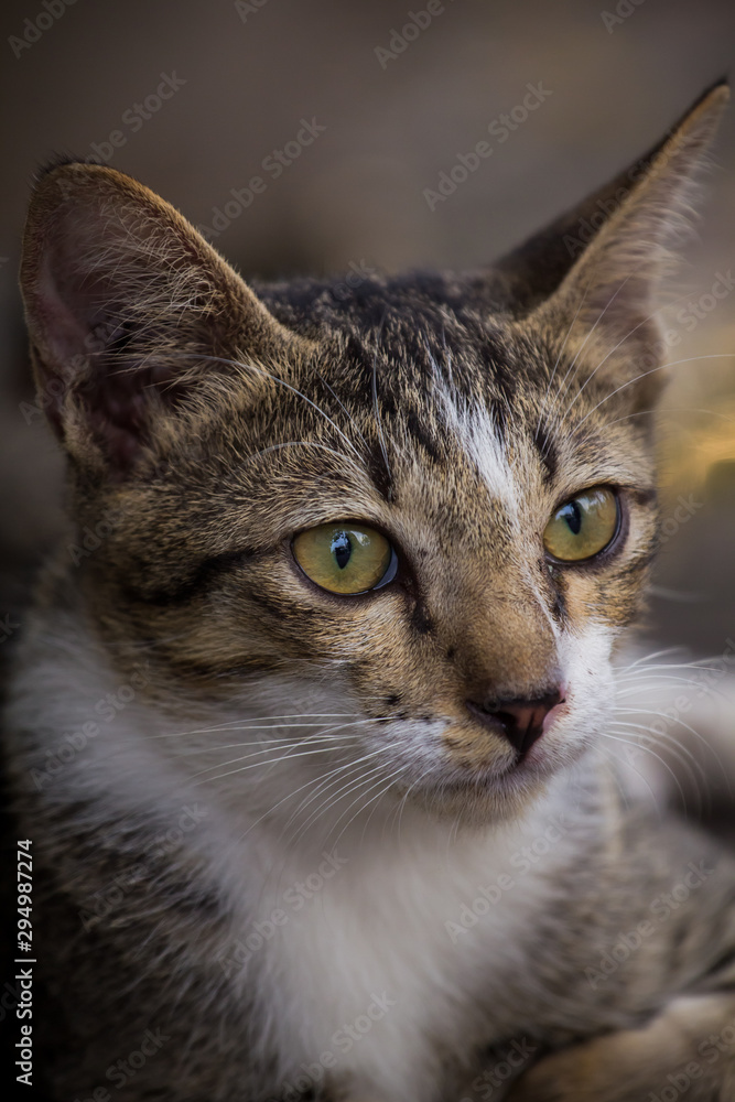 Kitten staring eyes with wonder. Kitten staring eyes with wonder.