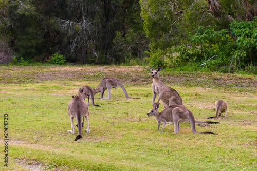 A family of kangaroos eating grass in Coombabah park, Gold Coast