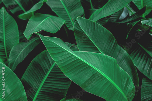 tropical banana leaf texture, abstract green banana leaf, large palm foliage nature dark green background