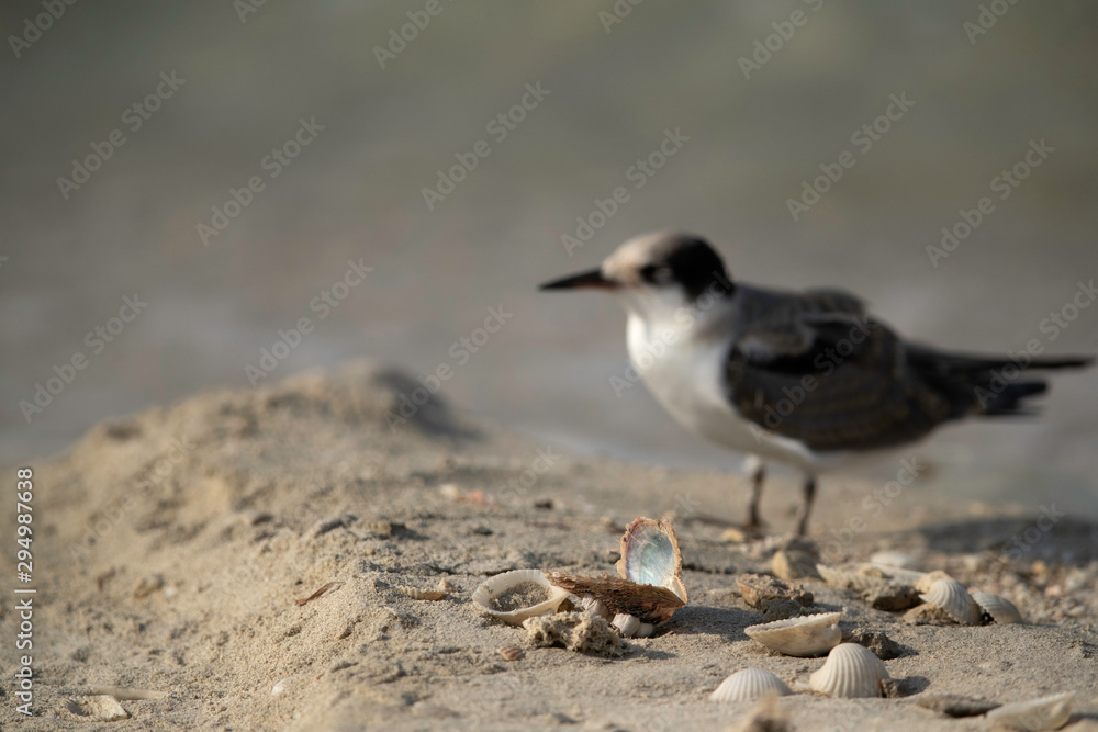 A sea shell and white-cheeked tern juvenile, Bahrain A sea shell and white-cheeked tern juvenile, Bahrain