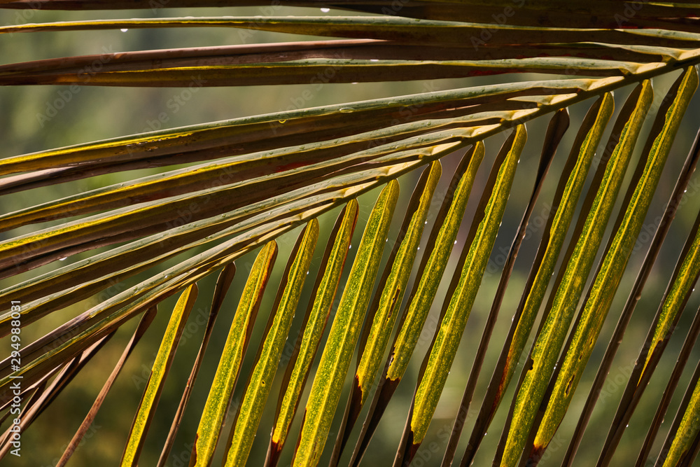 Raindrops on coconut palm leaf                   - obrazy, fototapety, plakaty 