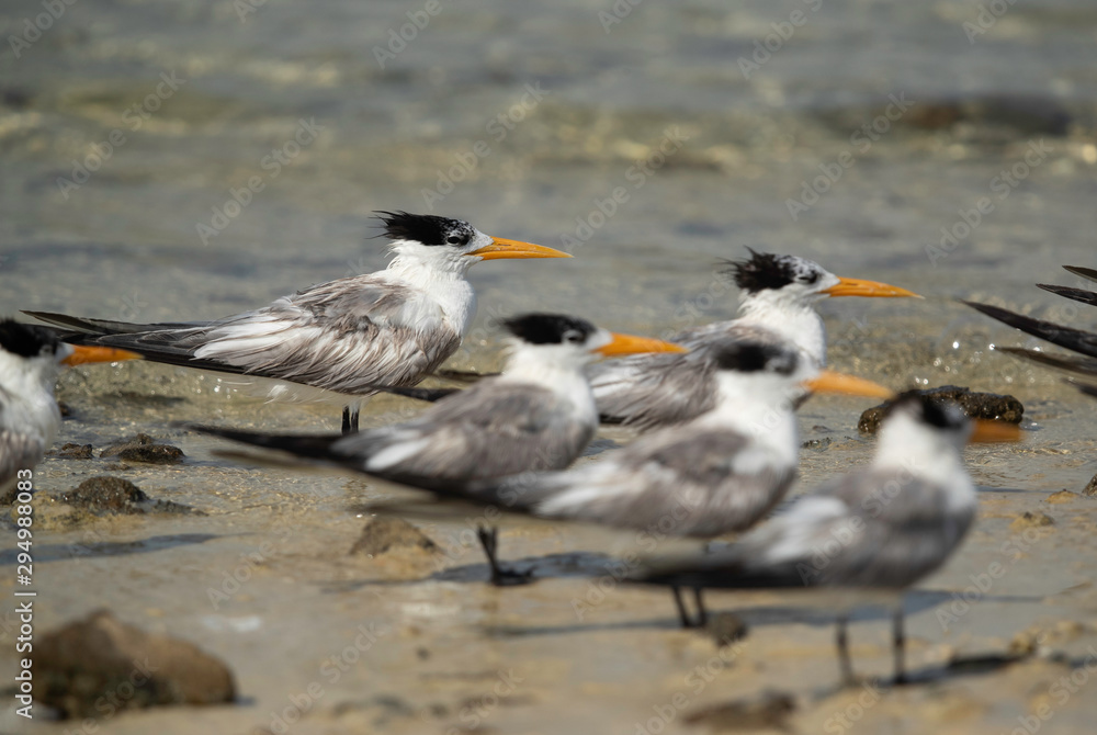 A flock of Greater crested terns resting at Busaiteen coast of Bahrain A flock of Greater crested terns resting at Busaiteen coast of Bahrain