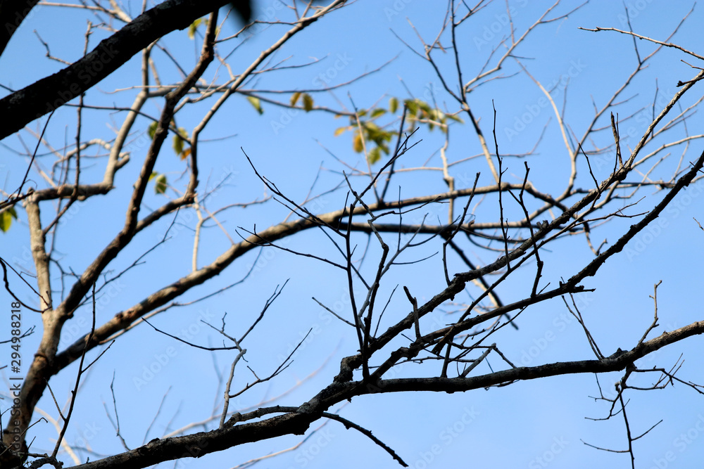 Dry tree branch on blue sky background , silhouette Dry tree branch on blue sky background , silhouette