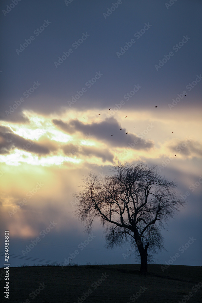 Cloudy sky, lone tree, sun streaks
