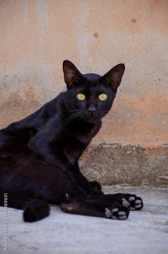 Portrait of Thai black cat (Gonja), Beautiful eyes cat Portrait of Thai black cat (Gonja), Beautiful eyes cat