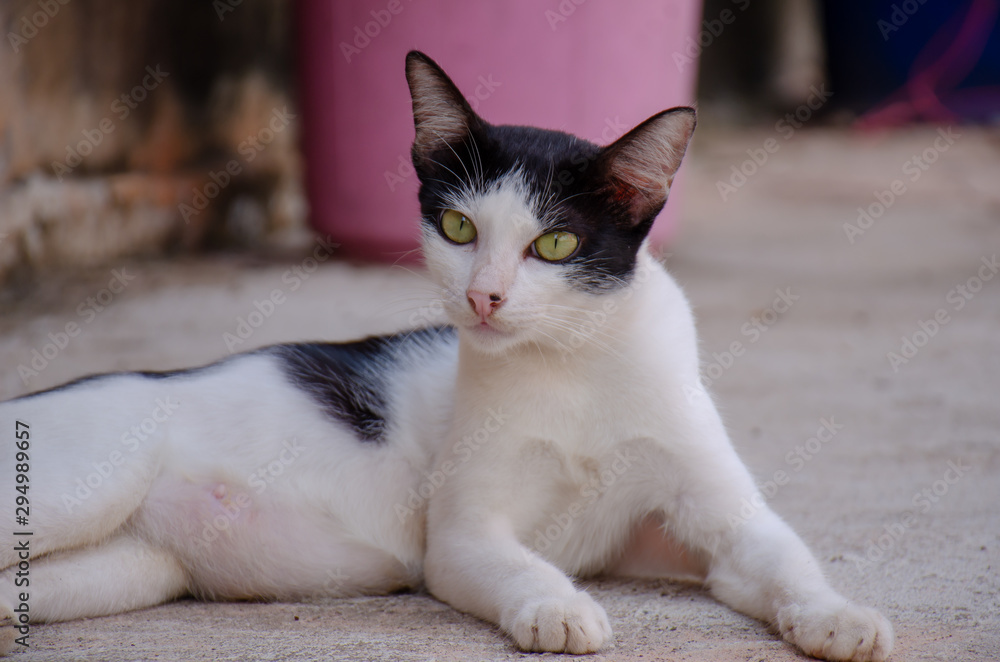 Portrait of black and white stray Thai cat, Relax Thai cat Portrait of black and white stray Thai cat, Relax Thai cat