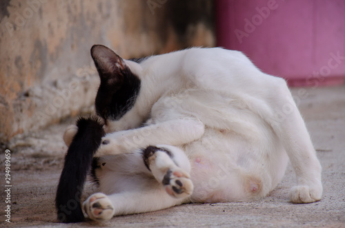 Portrait of black and white stray Thai cat, Relax Thai cat 