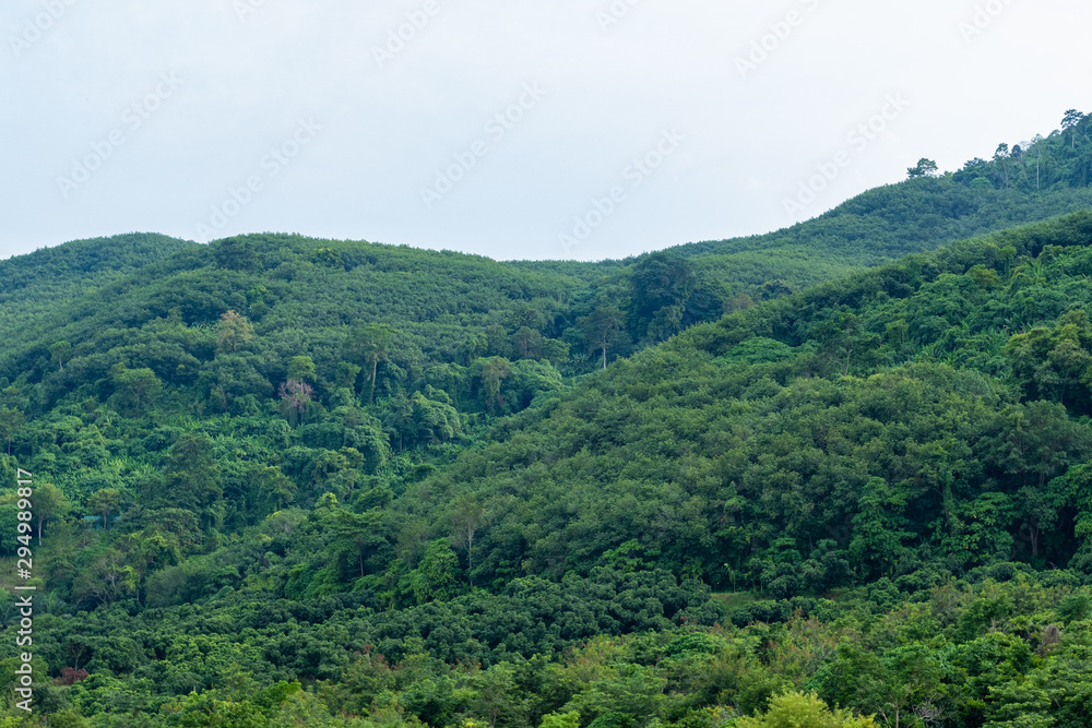 Landscape view of Fresh green trees on tropical nature mountain hill background.