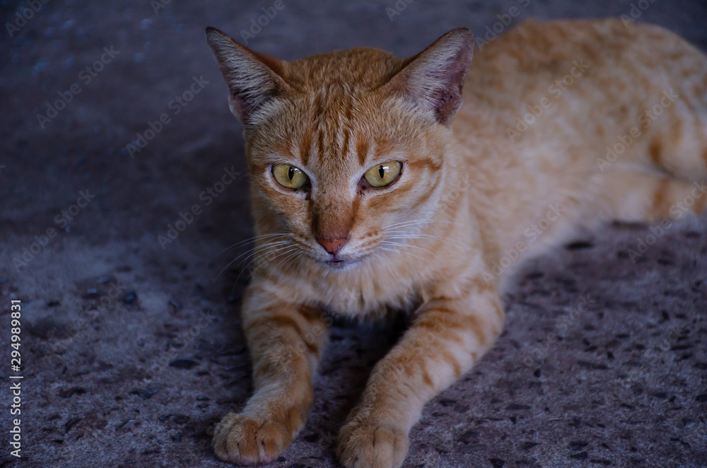 Close up ginger cat looking camera isolated, Portrait Thai cat Close up ginger cat looking camera isolated, Portrait Thai cat