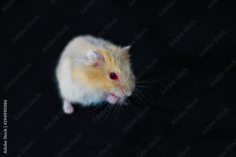 Hamster Cute Exotic Red-eyed Isolated on Black Background , Cute funny Syrian hamster , Pet health care