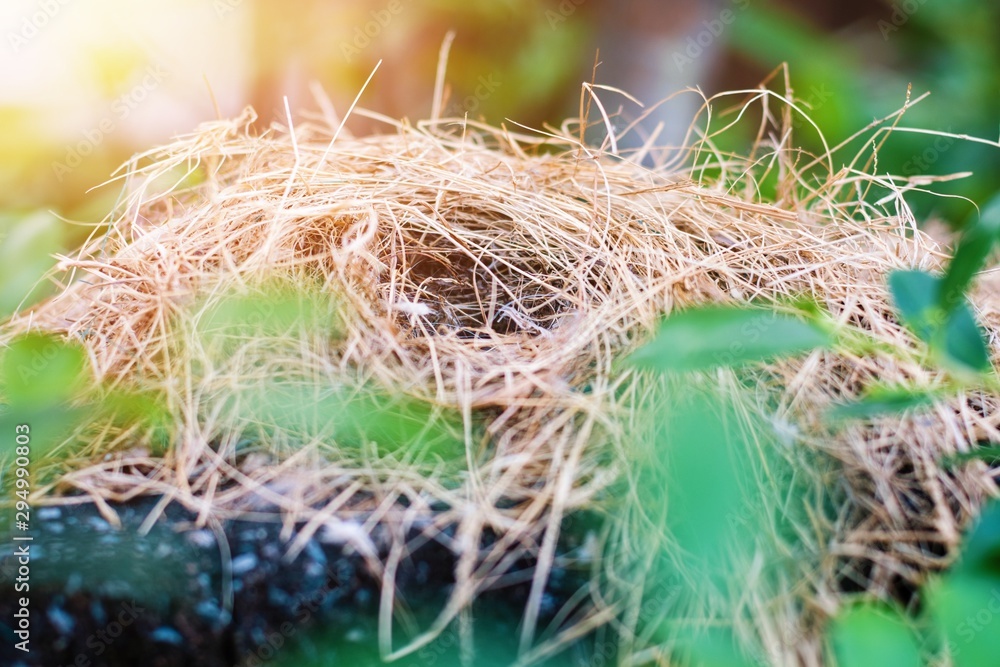 Close up of empty Bird's nest on branch of tree with sunlight behind some green leaves. Close up of empty Bird's nest on branch of tree with sunlight behind some green leaves.