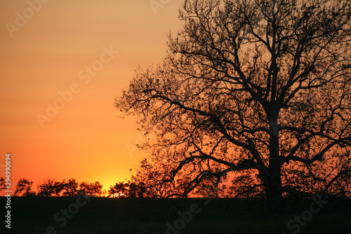 Orange sunrise behind tree in foreground