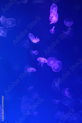 Small jellyfishes illuminated with blue light swimming in aquarium
