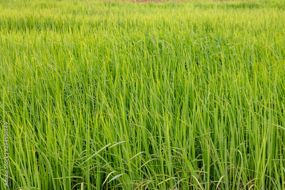 field of green wheat field of green wheat