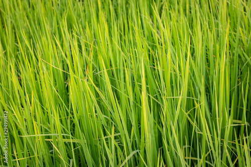 grass with water drops of dew