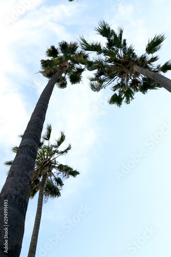 Family of  palm trees