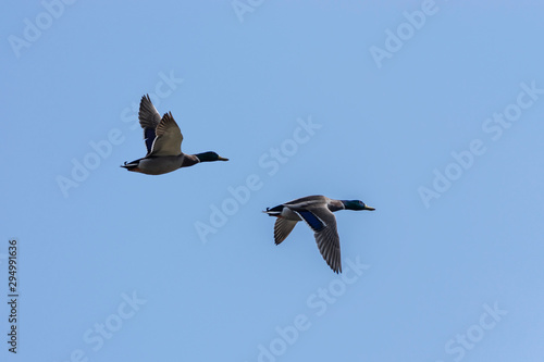 Pair of Mallard Ducks in cloudless blue sky