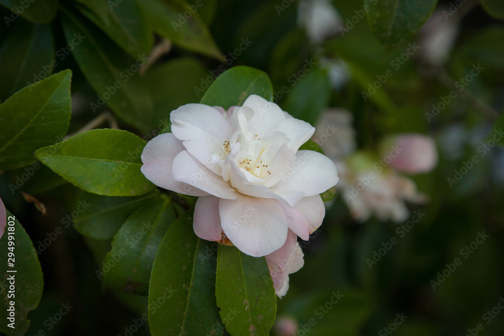 Fototapeta premium Pink magnolia