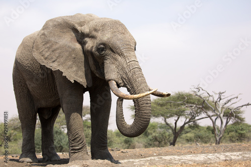 Elephants  Loxodonta africana  in Kenya Africa 
