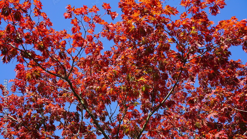 Maple trees with red leaves against blue sky. Autumnal background. Maple trees with red leaves against blue sky. Autumnal background.