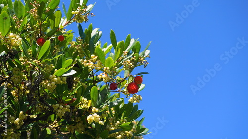 Canvas Print Fruits and bell-shaped white flowers on arbutus evergreen tree against blue sky background close up