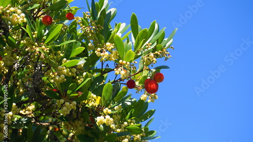 Fruits and bell-shaped white flowers on arbutus evergreen tree against blue sky background close up.