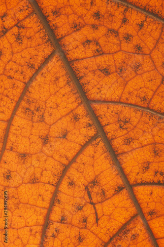 Autumn orange leaf with anatomy and structure   macro view anatomy and texture autumn leaf.