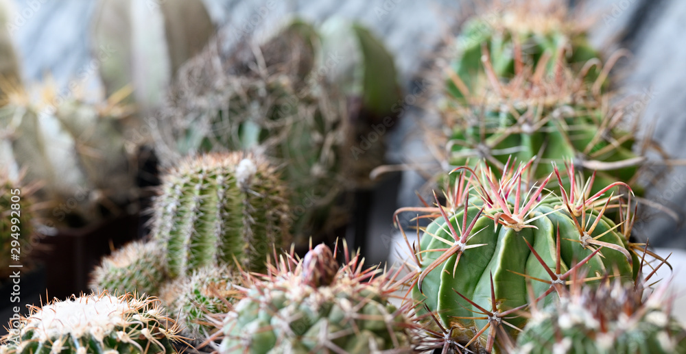 Cactus in a pot with spines. Cactus in a pot with spines.