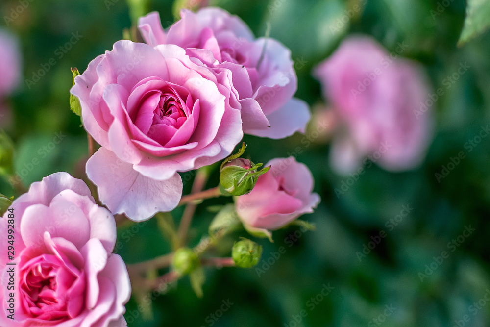 large open rose flowers on a background of indistinct foliage large open rose flowers on a background of indistinct foliage