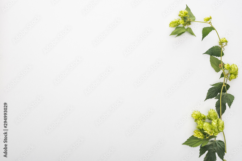 top view of green hop with leaves on white background - obrazy, fototapety, plakaty 