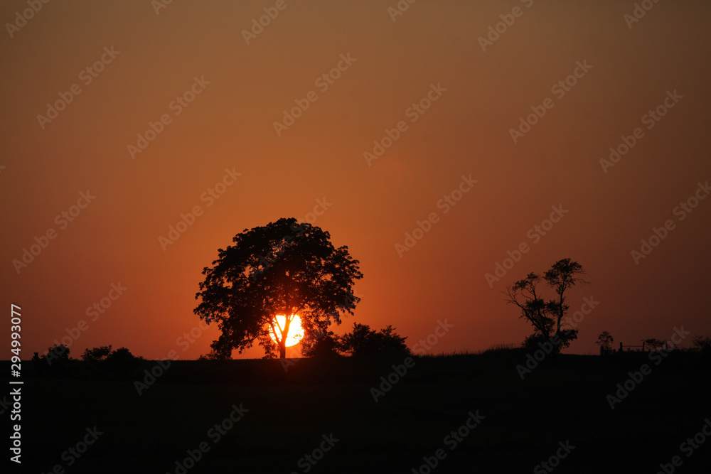 Sunrise behind tree on field