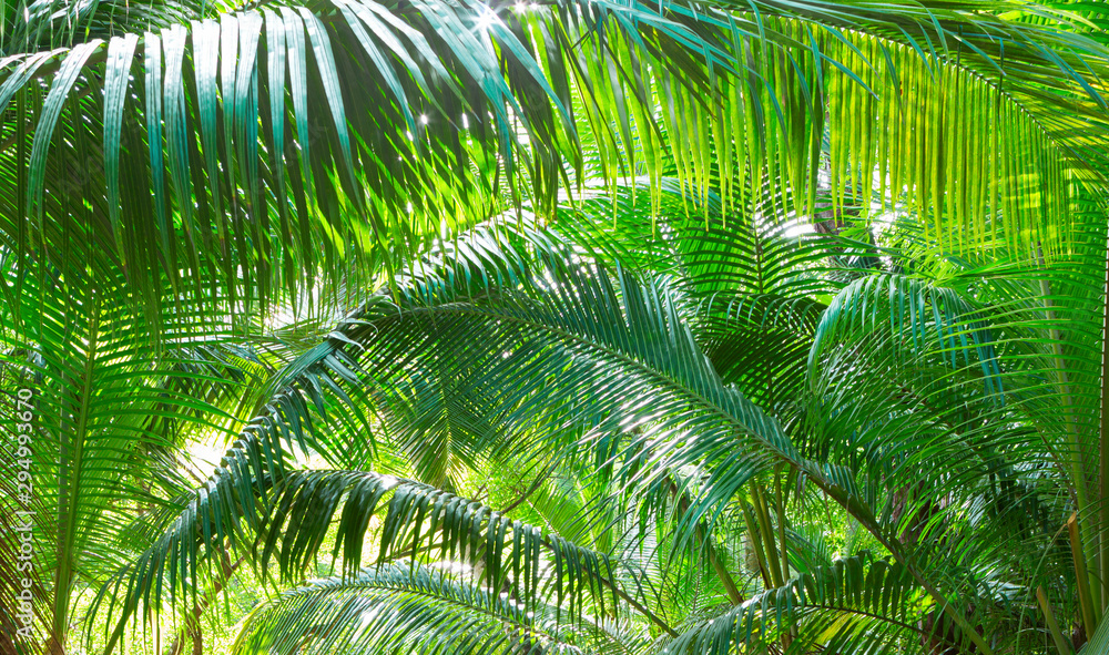 Fototapeta premium Green background with natural tropical palm leaves. Tropical lush foliage in jungle.
