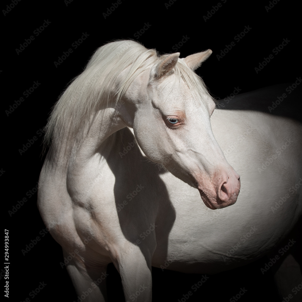 Portrait of a beautiful white horse looks back on black background isolated