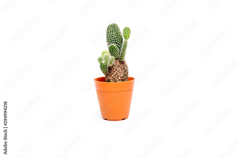 cactus plant in vase isolated on white background.A cactus is a member of the plant family Cactaceae. cactus plant in vase isolated on white background.A cactus is a member of the plant family Cactaceae.