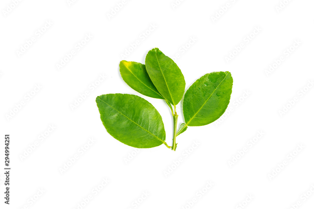 fresh green lemon leaves isolated on white background.lime leaf and green herbs Thailand.Food plants. fresh green lemon leaves isolated on white background.lime leaf and green herbs Thailand.Food plants.