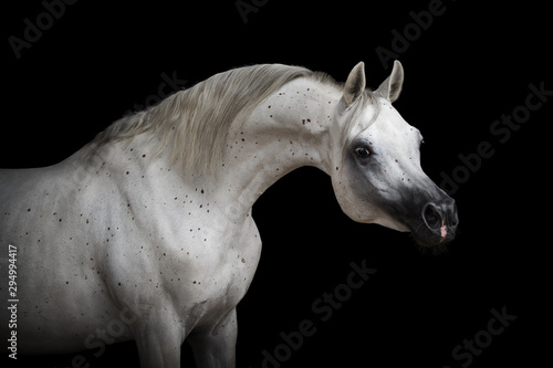 Portrait of a beautiful white Arabian horse on black background isolated