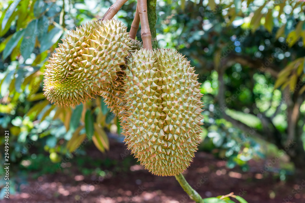 Close up durian fruit on trees.The durian is the fruit of several tree species belonging to the genus Durio. There are 30 recognised Durio species, at least nine of which produce edible fruit. Close up durian fruit on trees.The durian is the fruit of several tree species belonging to the genus Durio. There are 30 recognised Durio species, at least nine of which produce edible fruit.