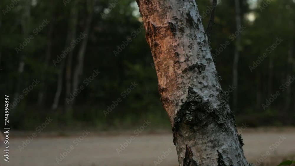 Blurry woman walking on forest trail, focus on foreground tree trunk Blurry woman walking on forest trail, focus on foreground tree trunk