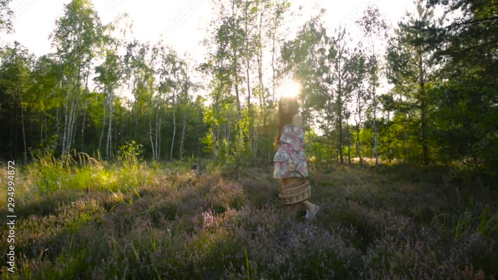 Young woman with basket walks in heather flower field in sunset forest Young woman with basket walks in heather flower field in sunset forest