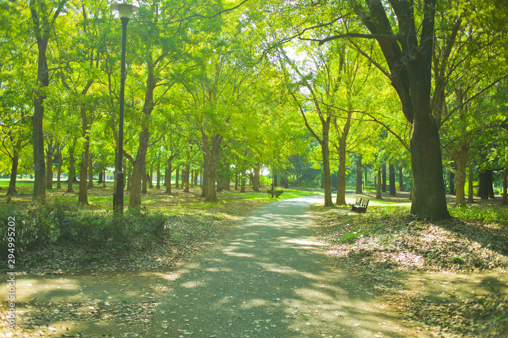 park path park path