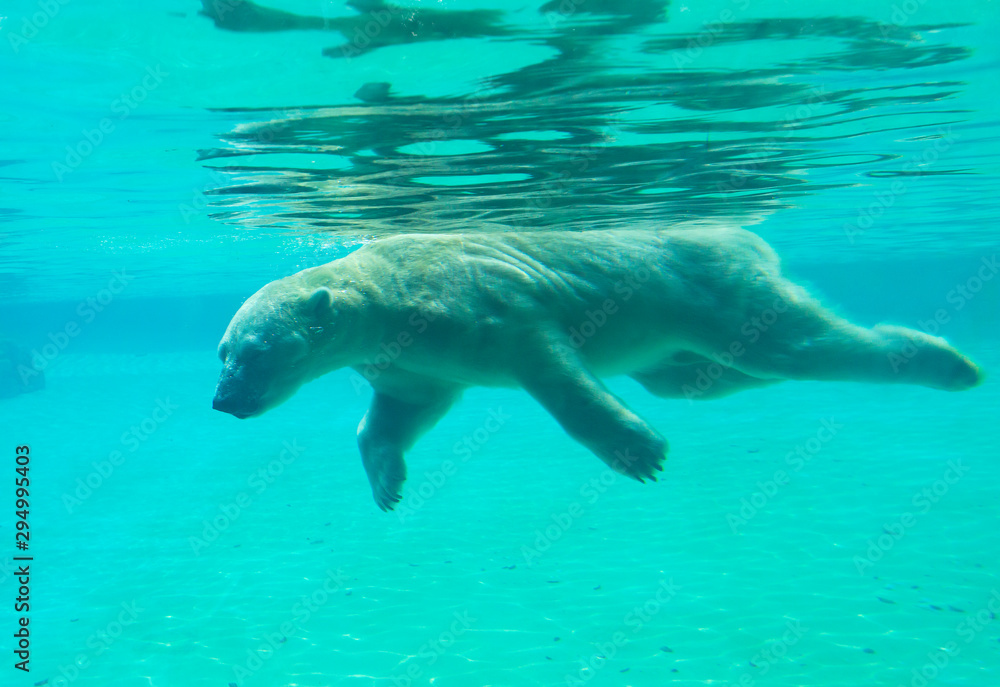 Polar bear swims under water. Polar bears dive well and swim well  underwater. Swimming bear develops a speed of 5-6 km/h, diving, he can stay  under water for about two minutes. Stock