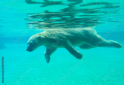 Polar bear swims under water.  Polar bears dive well and swim well underwater. Swimming bear develops a speed of 5-6 km/h, diving, he can stay under water for about two minutes.