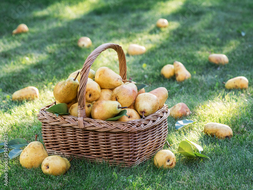 Ripe pears in the basket on the green grass.