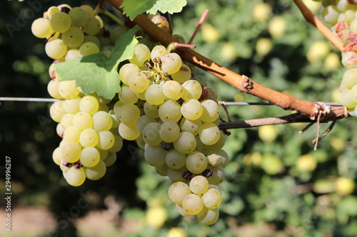 Nahaufnahme von reifen, weißen Trauben der Sorte Bacchus aus Franken 