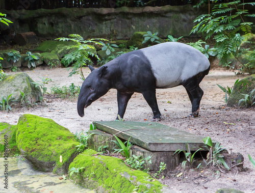 Malayan tapir.  Tapir animal herbivore. This is a rather stately animal, which has strong legs, a short tail and a slender neck.