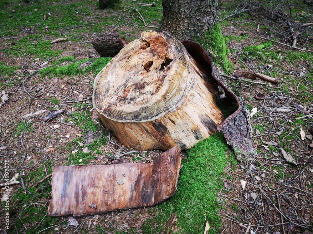 Rinde, Baum, Holz Stock Photo Adobe Stock